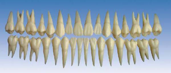 <b>单色恒牙模型(放大2倍)</b>
