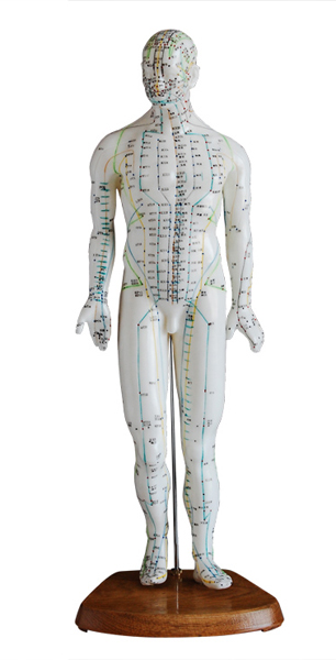 <b>人体针灸模型（男性）高46cm</b>
